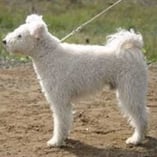 chien pumi